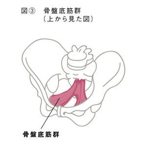肛門エクササイズ・肛筋トレーニングとは図３